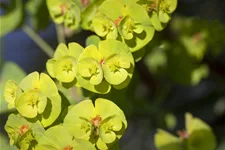 Euphorbia x martinii 'Kolibri'