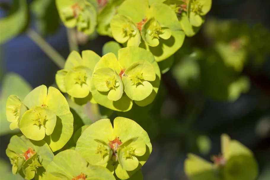 Euphorbia x martinii 'Kolibri'