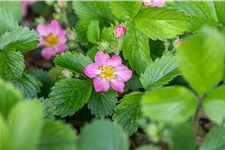 Fragaria vesca var. semperflorens 'Alexandria'®