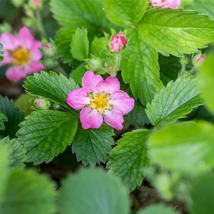 Fragaria vesca var. semperflorens 'Alexandria'®