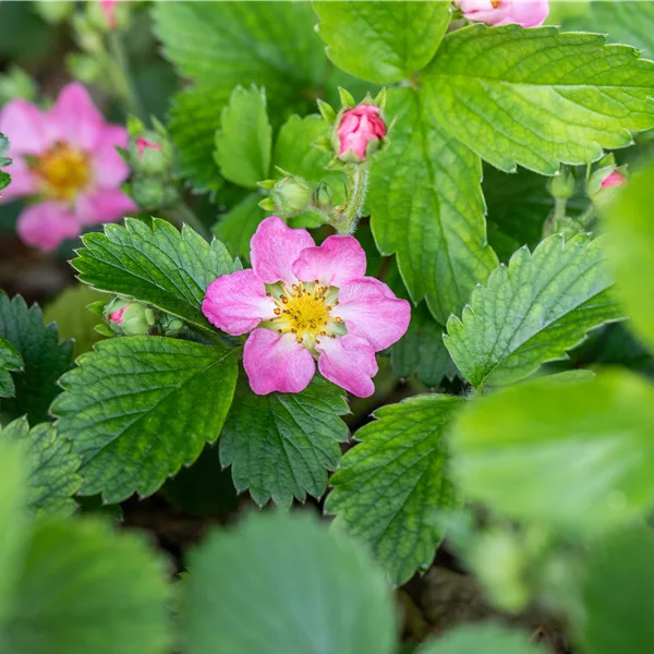 Fragaria vesca var. semperflorens 'Alexandria'®