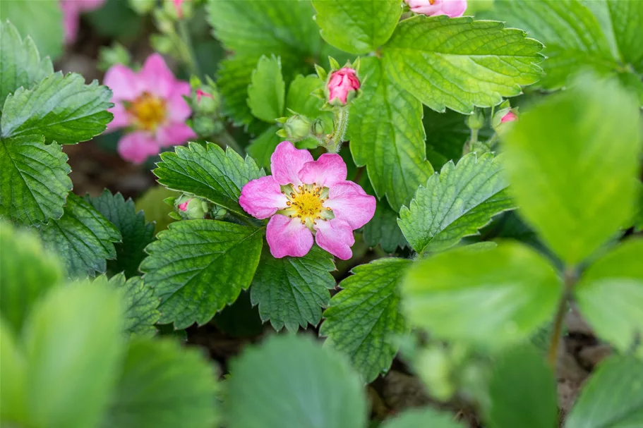 Fragaria vesca var. semperflorens 'Alexandria'®
