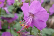 Geranium x cantabrigiense 'Cambridge'