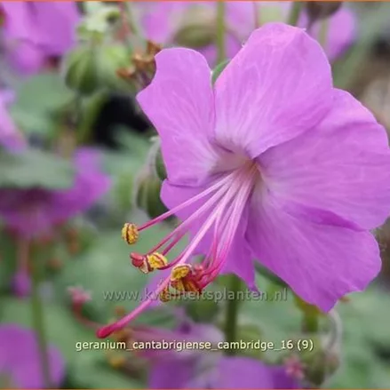 Geranium x cantabrigiense 'Cambridge'