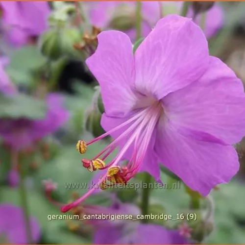 Geranium x cantabrigiense 'Cambridge'