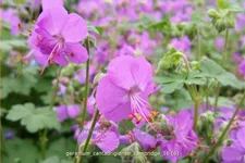 Geranium x cantabrigiense 'Cambridge'