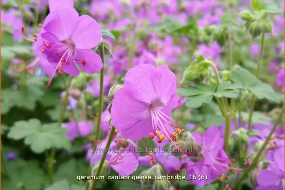 Geranium x cantabrigiense 'Cambridge'