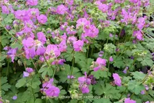 Geranium x cantabrigiense 'Cambridge'