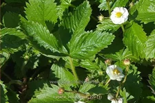 Fragaria vesca 'Plena'