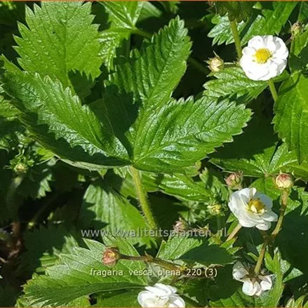 Fragaria vesca 'Plena'