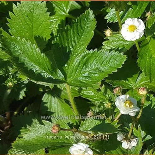 Fragaria vesca 'Plena'