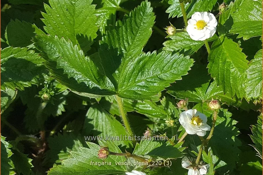 Fragaria vesca 'Plena'
