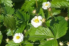 Fragaria vesca 'Plena'