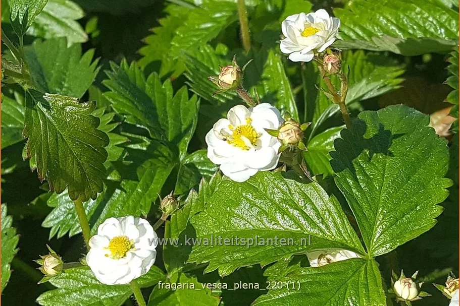 Fragaria vesca 'Plena'
