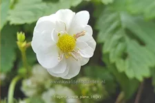 Fragaria vesca 'Plena'
