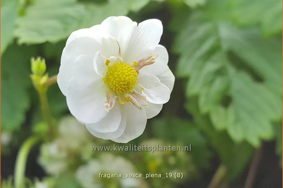 Fragaria vesca 'Plena'