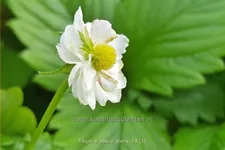 Fragaria vesca 'Plena'