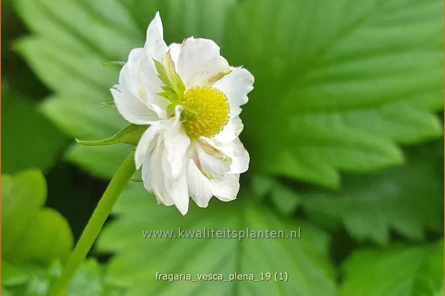 Fragaria vesca 'Plena'