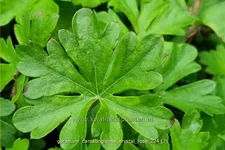 Geranium x cantabrigiense 'Crystal Rose'