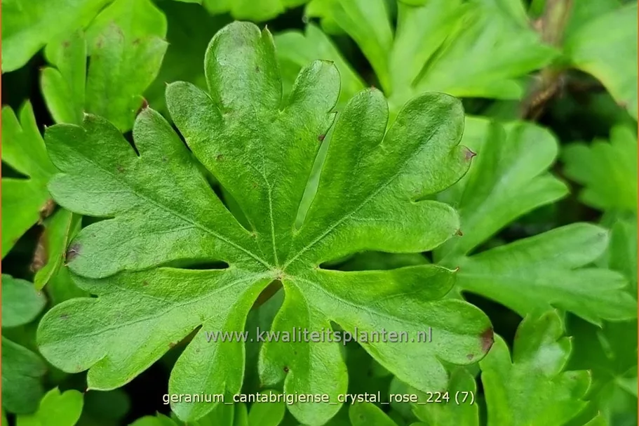 Geranium x cantabrigiense 'Crystal Rose'