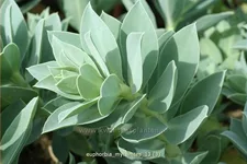 Euphorbia myrsinites