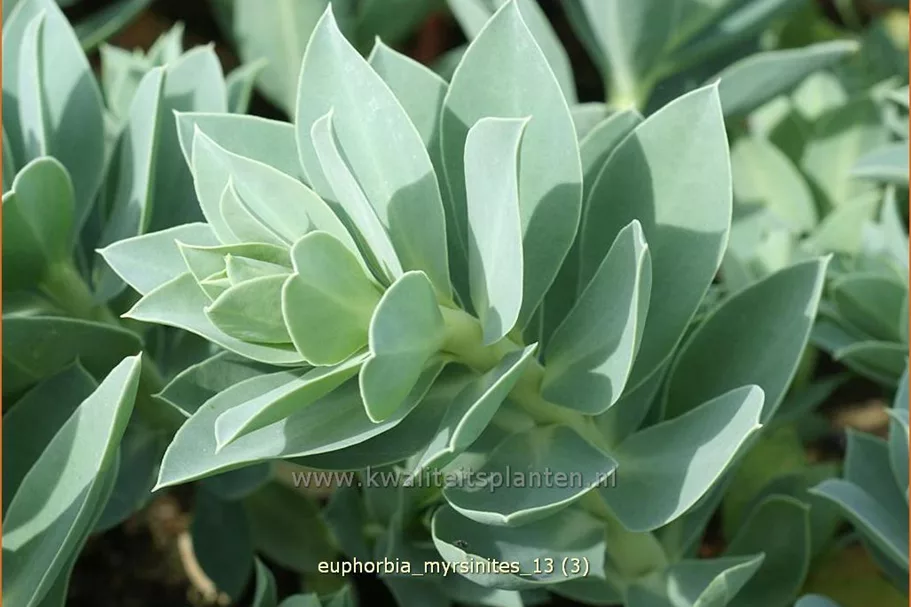 Euphorbia myrsinites