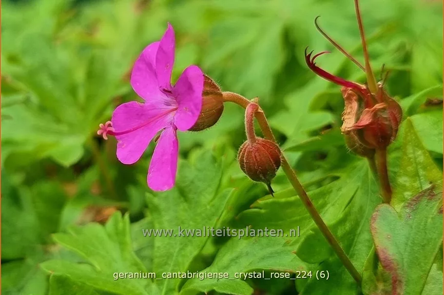 Geranium x cantabrigiense 'Crystal Rose'