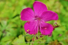 Geranium x cantabrigiense 'Crystal Rose'