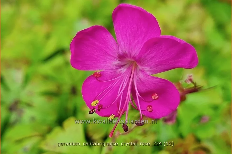 Geranium x cantabrigiense 'Crystal Rose'