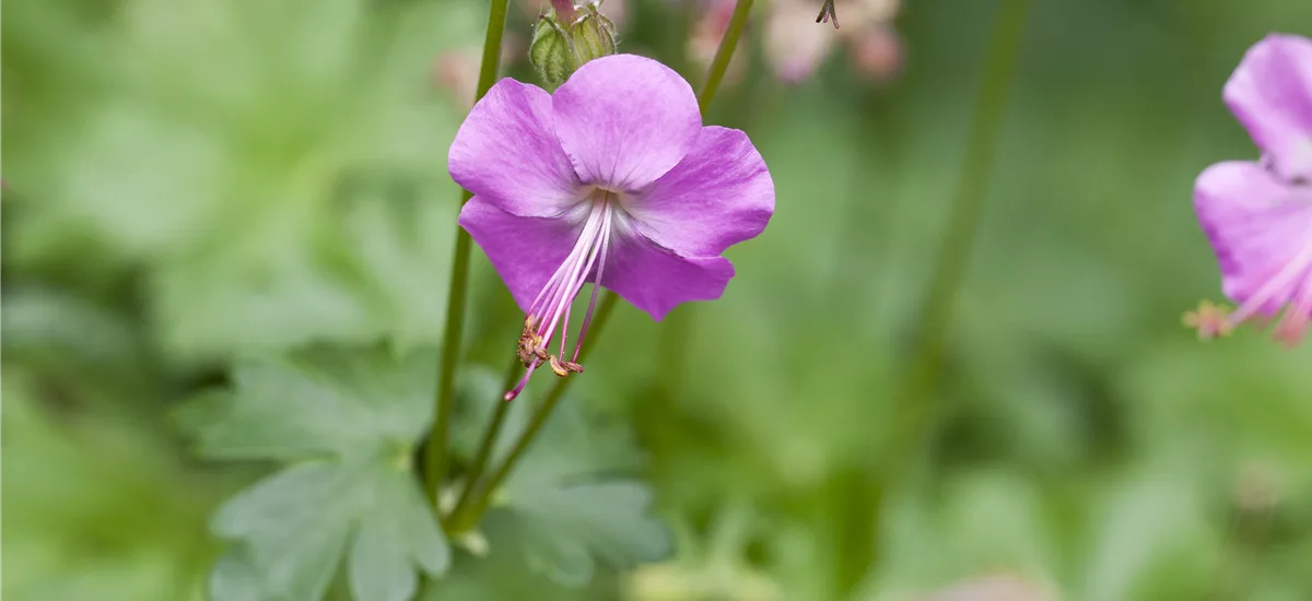 Geranium x cantabrigiense 'Berggarten'