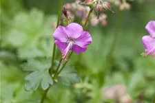 Geranium x cantabrigiense 'Karmina'