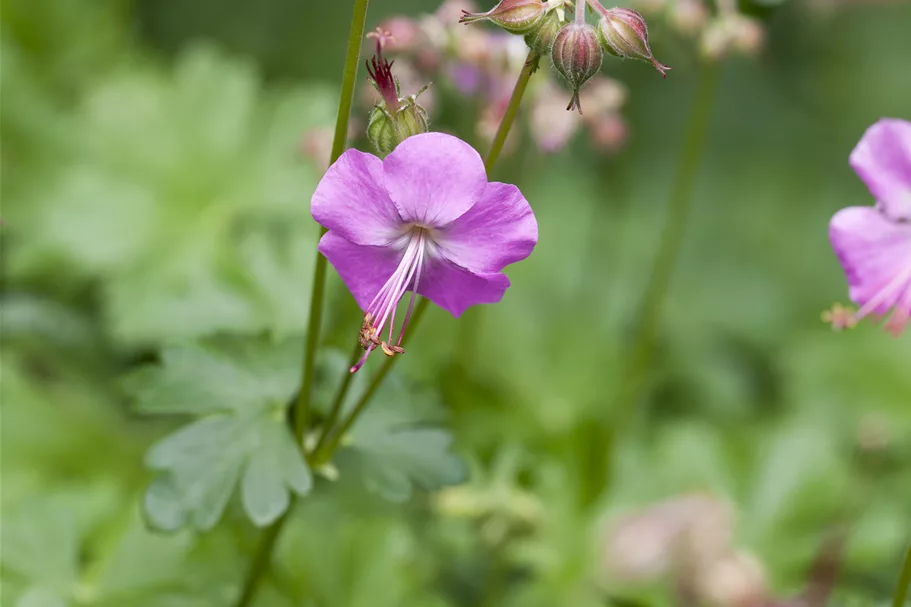 Geranium x cantabrigiense 'Karmina'