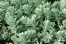 Euphorbia myrsinites