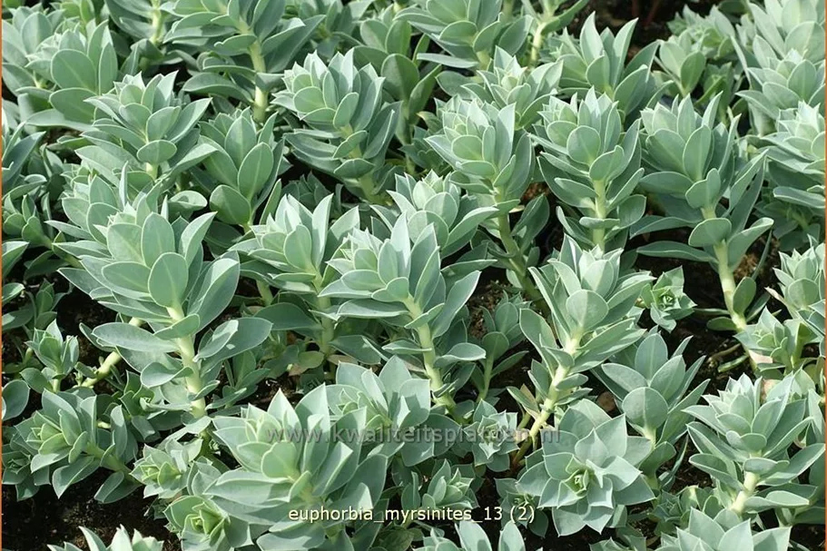 Euphorbia myrsinites