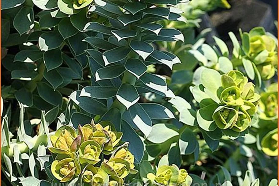Euphorbia myrsinites