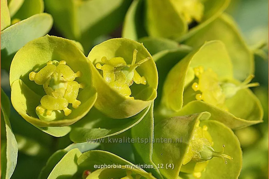 Euphorbia myrsinites