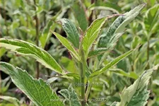 Eupatorium fortunei 'Capri'