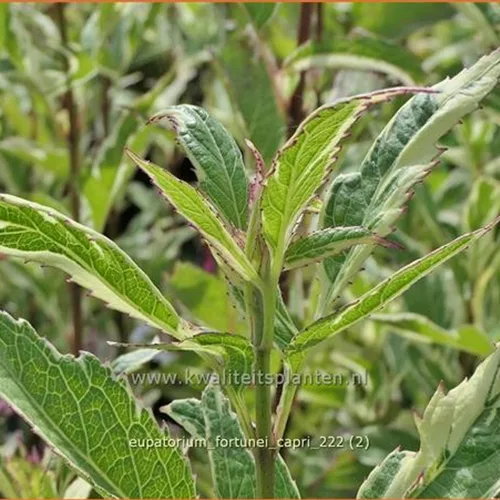 Eupatorium fortunei 'Capri'