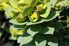 Euphorbia myrsinites