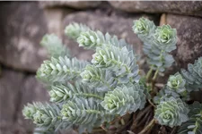 Euphorbia myrsinites