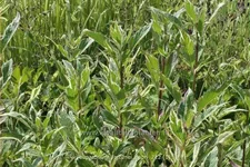 Eupatorium fortunei 'Capri'