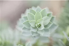 Euphorbia myrsinites