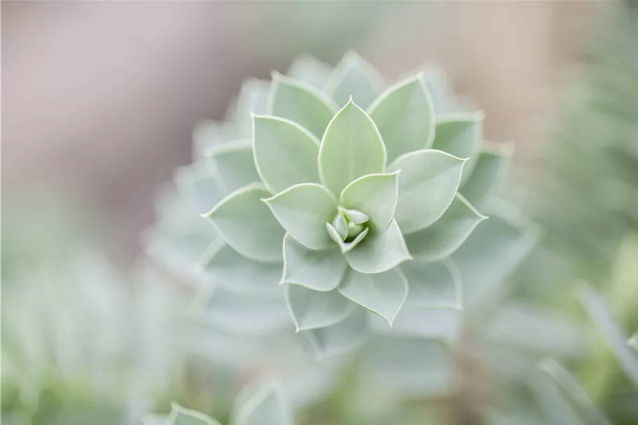 Euphorbia myrsinites