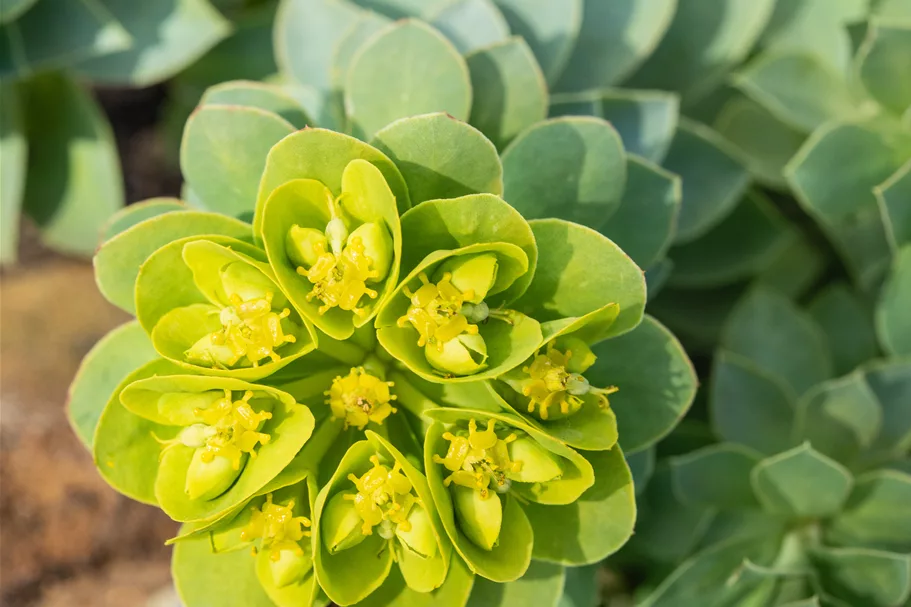 Euphorbia myrsinites
