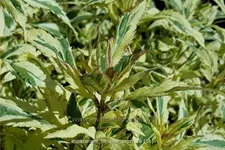 Eupatorium fortunei 'Capri'