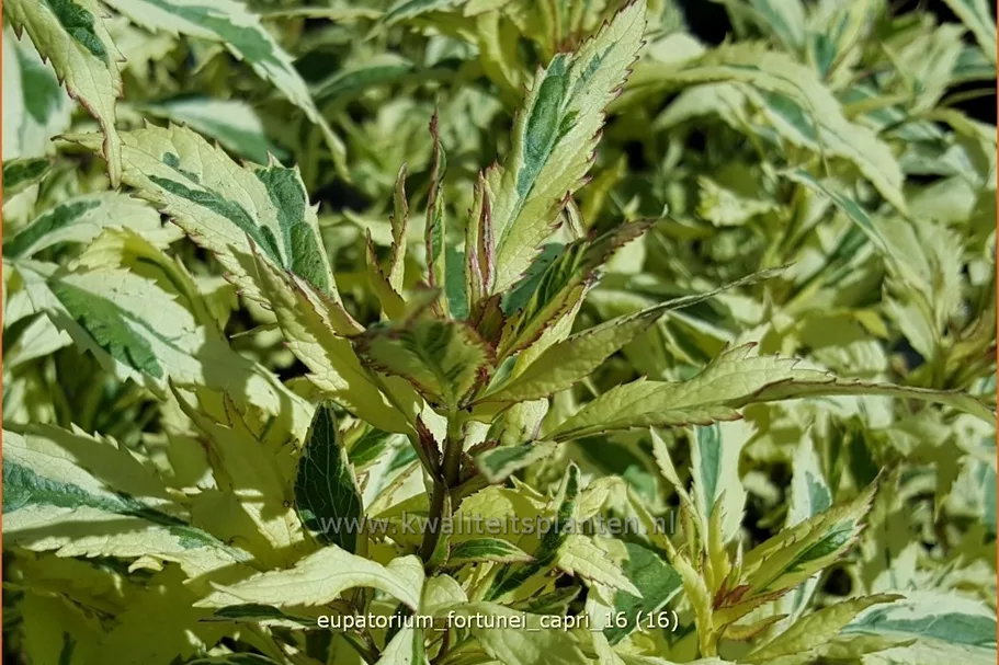 Eupatorium fortunei 'Capri'