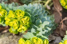 Euphorbia myrsinites