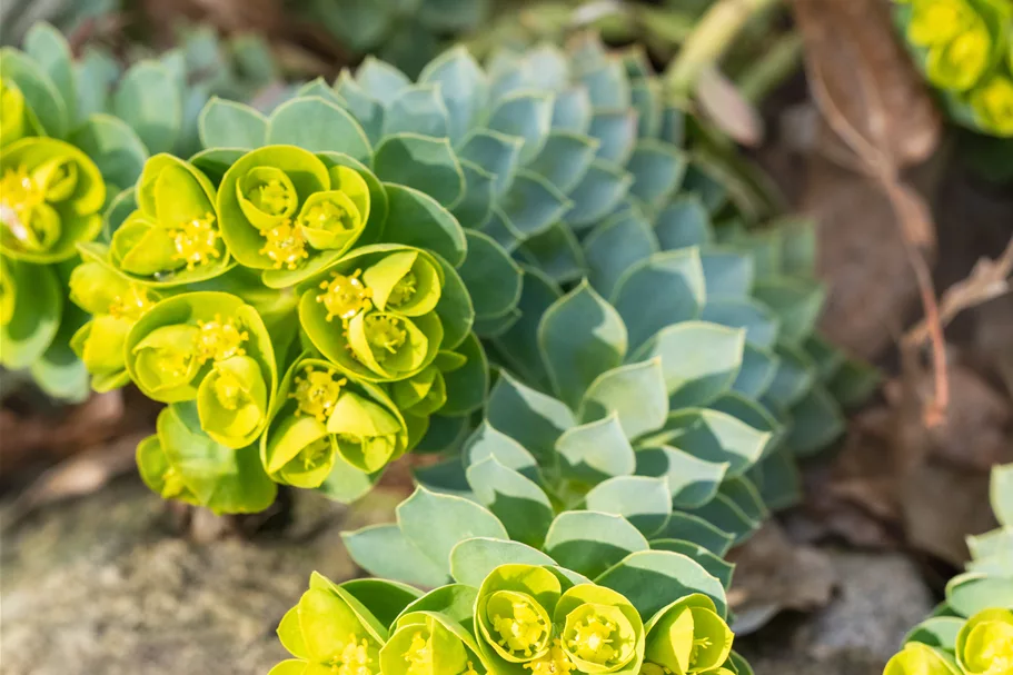 Euphorbia myrsinites