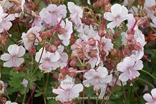 Geranium x cantabrigiense 'Harz'