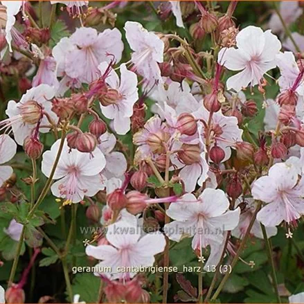 Geranium x cantabrigiense 'Harz'